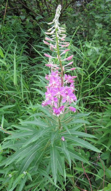 Fireweed4 — Wild Foods And Medicines