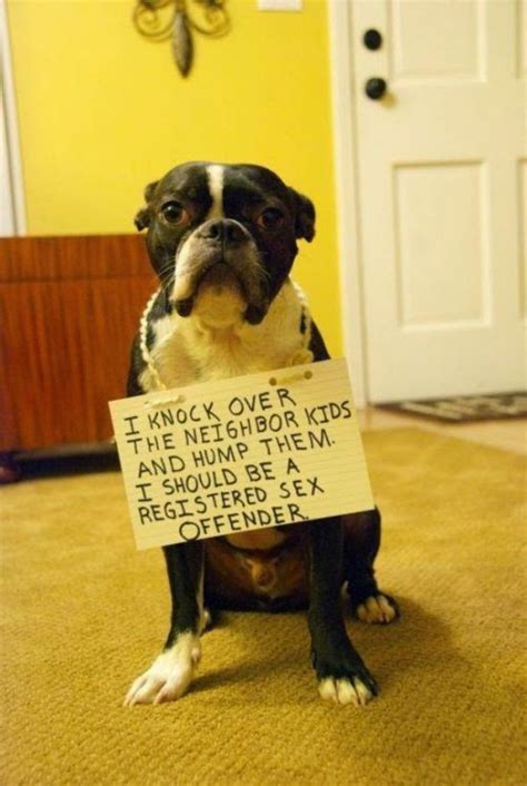 Funniest Dog Shaming Photos Ever All Funny
