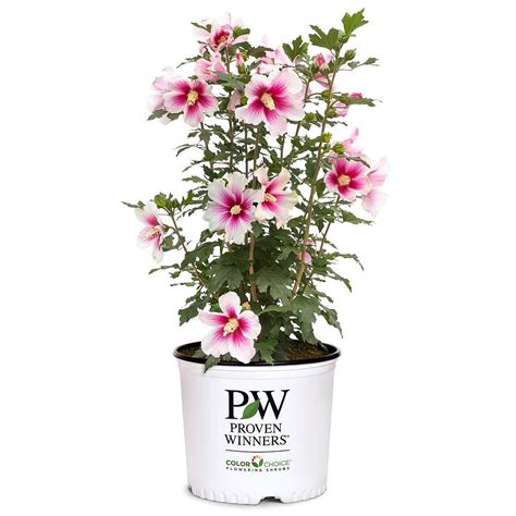 proven winners 2 gal paraplu pink ink rose of sharon hibiscus shrub with white and pink