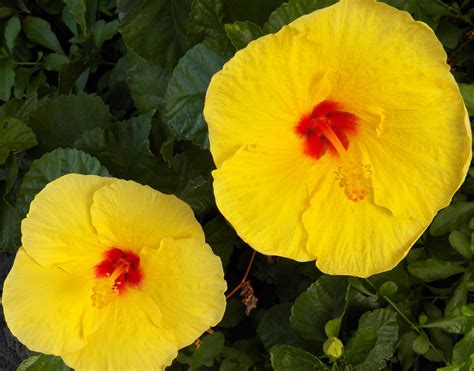 Yellow Hawaiian Hibiscus Flowers Yellow Flowers Hibiscus Hawaiian