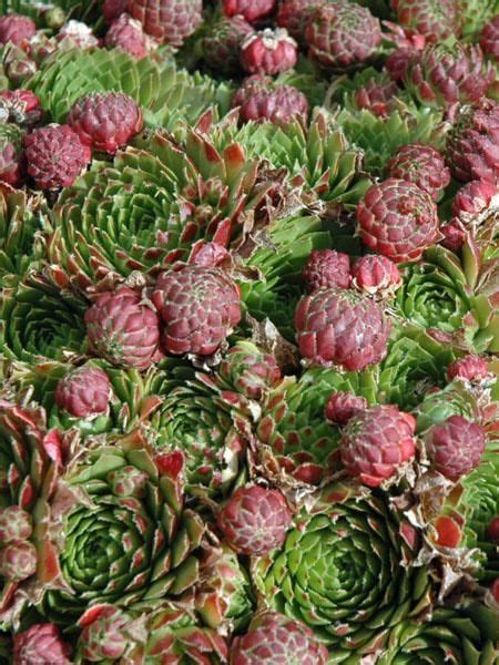 Hens And Chicks Red Beauty Hens And Chicks Sempervivum Xeriscape