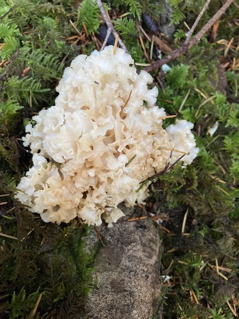 Found Some Cauliflower Mushroom Rforaging