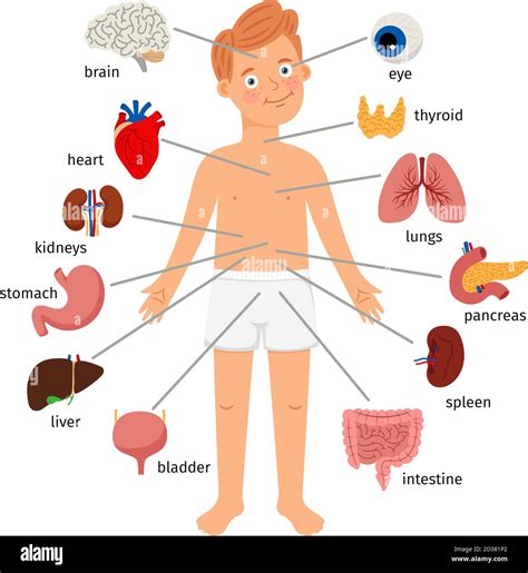Junge Körper innere Organe Medizinische menschliche Anatomie für