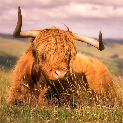 Highland Cattle On Baslow Edge Peak District Photography Prints