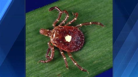 Aggressive Tick Which Can Cause Allergic Reaction To Meat Expanding