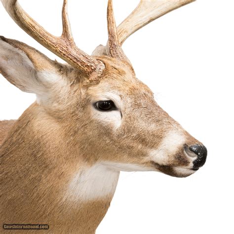 Whitetail Deer Shoulder Mount For Sale