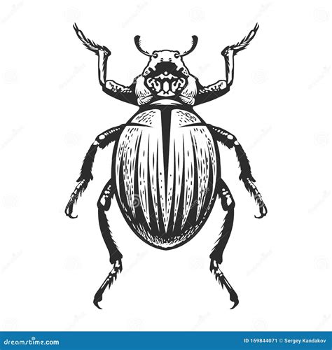 Vector Engraving Insect Stock Vector Illustration Of Ancient 169844071