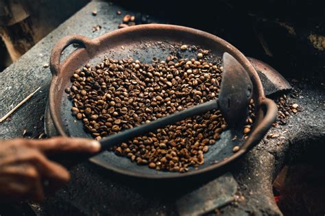 Kopi Luwak 6 Fun Facts About The Most Expensive Coffee Bean The Fox