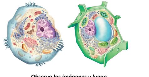 Karnak Saber Y Ciencia Celula Eucarionte