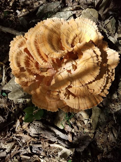 Chicken Of The Woods Mycology