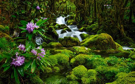 Hd Nature Wallpapers Widescreen Natural Fresh Desktop Images Download