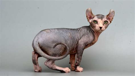12 Ugliest Cat In The World With Pictures Trust Animal