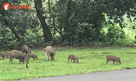 If you encounter a wild boar, remain as calm as possible and move slowly away from the animal. Wild boars enjoy family outing at Pasir Ris Park - Stomp