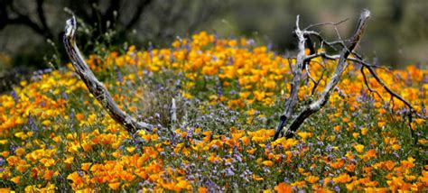 85 Brilliant Displays Of Southwest Wildflowers Outdoors And Events