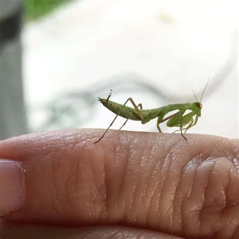 Praying Mantises Incredible Predators Of The Insect World Adopt And Shop