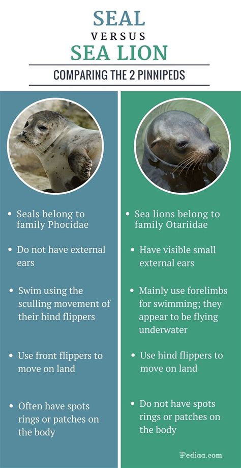 Sea lions is a difficult topic to grasp, but this article aims to clearly illuminate the difference between these two aquatic beasts. Difference Between Seal and Sea Lion | Facts ...