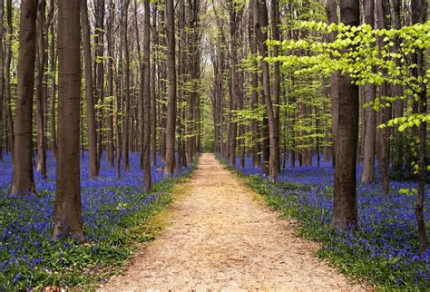 Hallerbos Belgiums Forest Of Bluebells Met Afbeeldingen