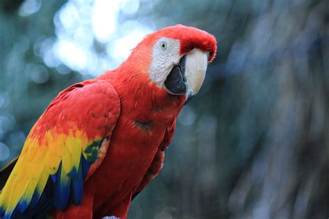 Nos coups de coeur sur les routes de france. Macaw Red Parrot Images Pictures Latest HD Wallpapers
