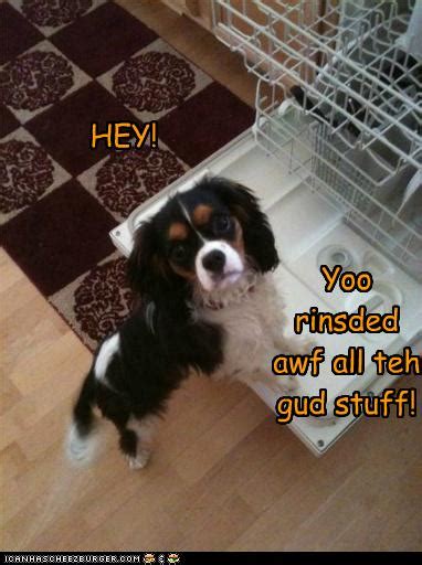 hotdog cavalier king charles spaniel page  funny dog pictures dog memes puppy