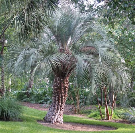 Pindo Palm Trees And Why You Should Own One