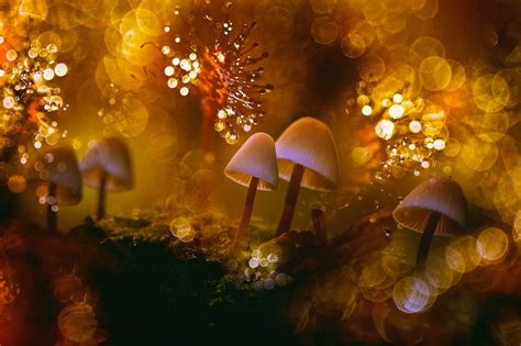 Photography Of Mushroom Mushroom Macro Bokeh Hd Wallpaper