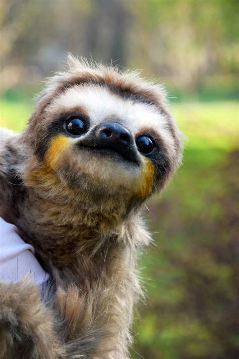 Sloth Etsy Cute Sloth Pictures Cute Baby Animals Cute Baby Sloths