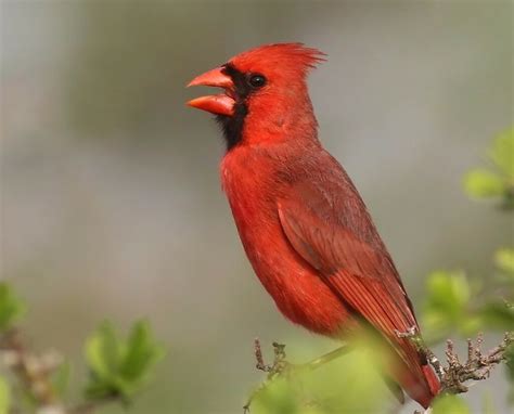 Texas Northern Cardinal Flickr Photo Sharing