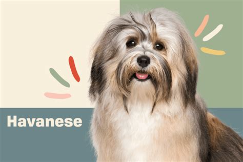 Havanese Dog Breed Information And Characteristics Daily Paws