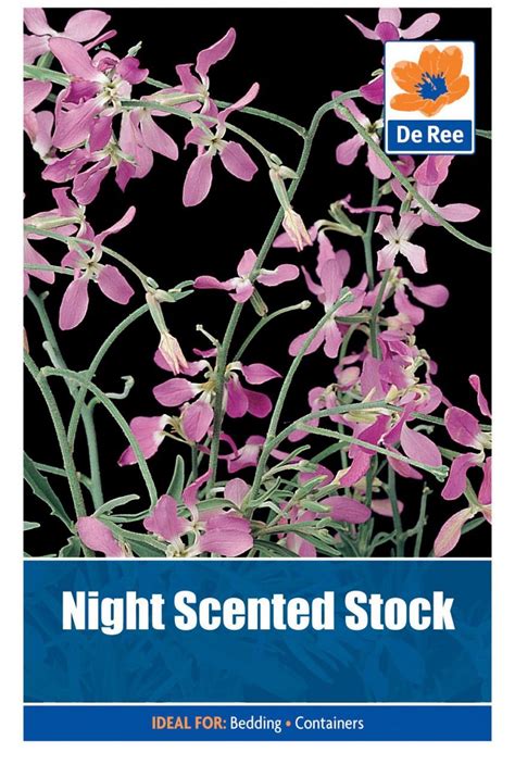 Packet Of Night Scented Stock 285 Garden Flower Seeds 8711117448907 Ebay
