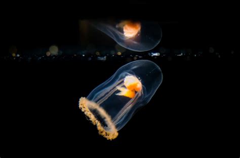 Baby Jellyfish Macro Photo At Vancouver Aquarium