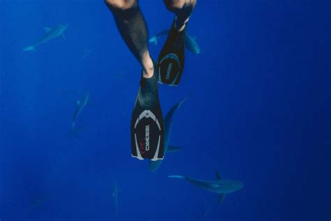 Person Wearing Black Diving Flippers Swimming Above School Of Sharks