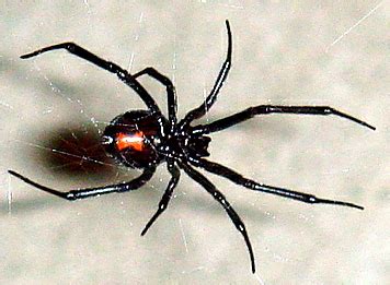 Female black widows are perhaps the most easily identifiable spider in human history. How To Identify A Black Widow Spider Bite