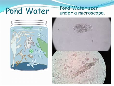 Pond Water Seen Under A Microscope Your Objective
