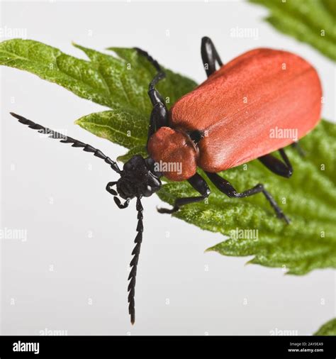 Scarlet Fire Beetle Pyrochroa Coccinena Stock Photo Alamy