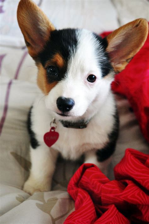 Check out our corgi newborn selection for the very best in unique or custom, handmade pieces did you scroll all this way to get facts about corgi newborn? 3 Colours Baby Corgi Puppies Photos | Cute animals, Puppies, Cute dogs