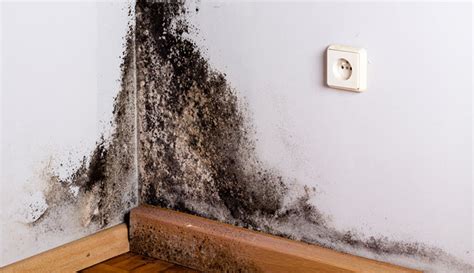 The easiest way to identify black mold is when you can visibly see it growing on a porous surface. How to Get Rid Of Mold in Your Home