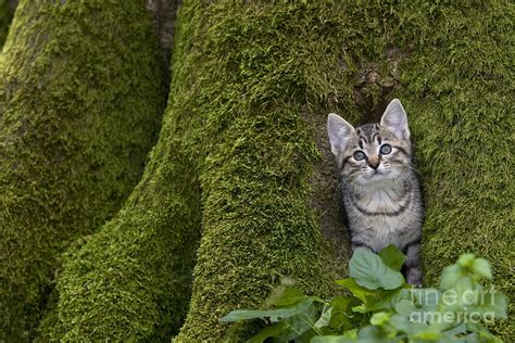 Kitten In A Mossy Tree Photograph By Jean Louis Klein And Marie Luce