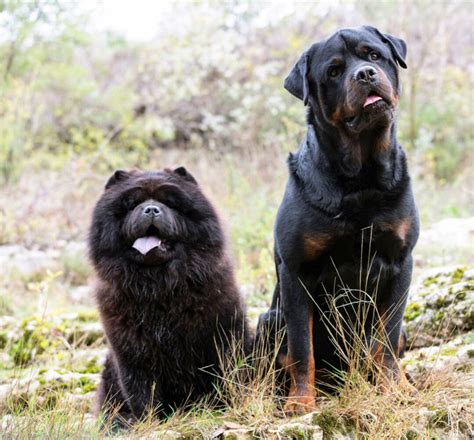 Chow Rottweiler Mix A Few Good Pets