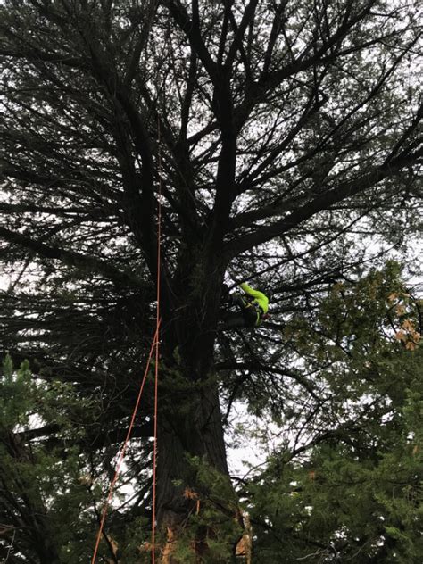 What Are Visual Tree Assessments Arboriculture Consultants