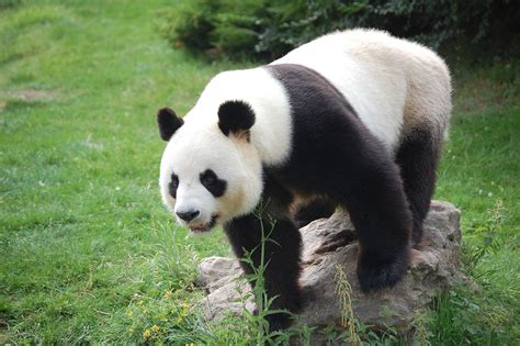 Panda Zoo Mammals Stuffed Free Photo On Pixabay Pixabay