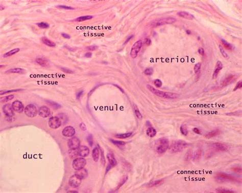 Siu Som Histology Intro