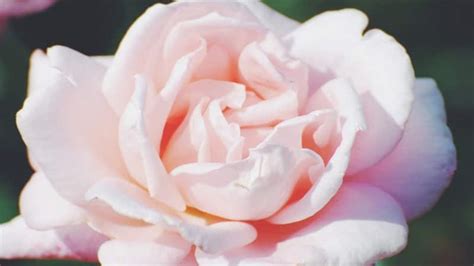 Filosofi Dan Fakta Tentang Bunga Mawar Putih Yang Cantik Kepogaul
