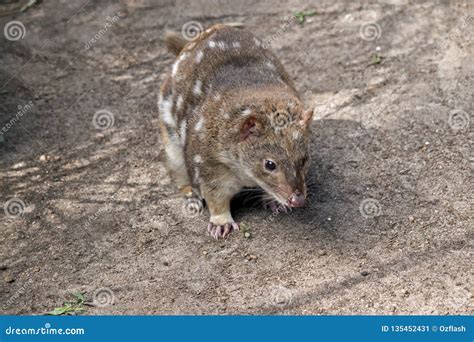 A Spotted Quoll Stock Image Image Of Spots Scavenger 135452431