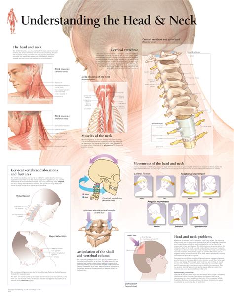 Understanding The Head And Neck Scientific Publishing