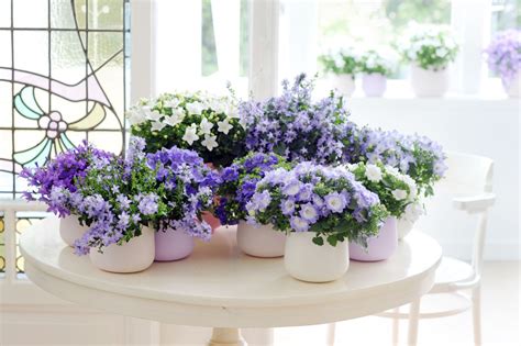 Campanula Indoor Plant Of The Month Plants Indoor Plants Campanula