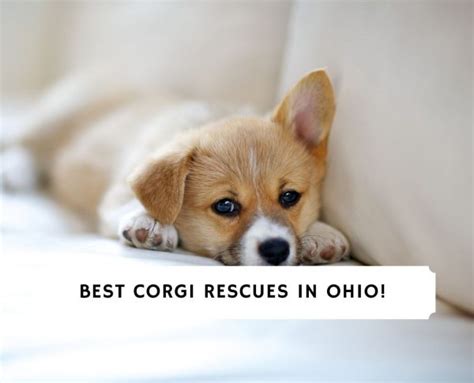 5 Best Corgi Rescues In Ohio 2024 We Love Doodles