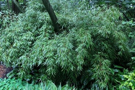 Fargesia Robusta Ping Wu Green Screen Clumping Bamboo For Sale 4500