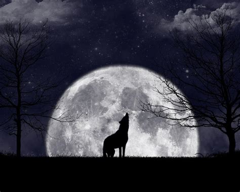 The Lone Wolf Howling At Moon Wallpapers Top Free The Lone Wolf