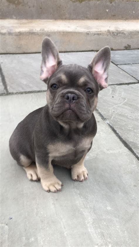 Has all the vaccinations up to date, microchip, health certificate, 2,5 months old. Blue and tan French bulldog puppies | Swansea, Swansea ...