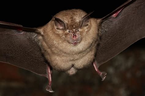 The Largest Bats In The World Worldatlas